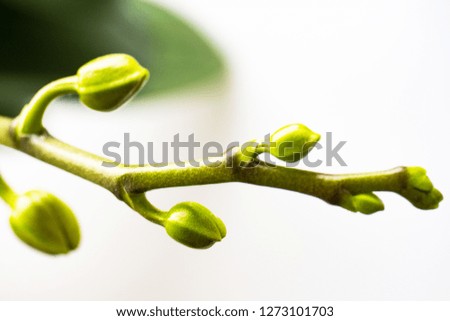 A branch of orchids in the spring. Green orchid buds, closeup. Background screen saver, young shoots of flowers. The background is white, blurred