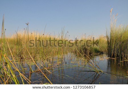 Bright landscape view of Okavango Delta, Botswana