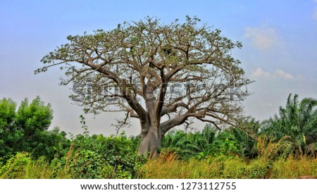 Baobab. Huge tree. Amazing African nature.