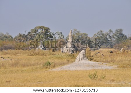 Termite mound in the National Park, Botswana