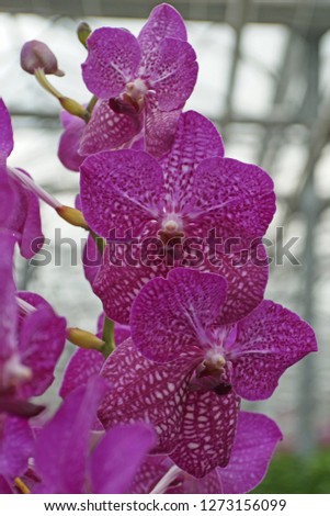 Colorful Vanda orchids grow in a modern greenhouse under ultimate climate conditions