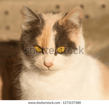 Portrait of a cat with yellow eyes. Yellow eyes cat close up.