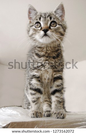 Cute Kitten. Tabby Kitten.