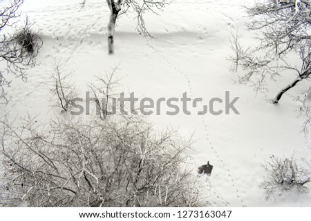 
cat on snow top view