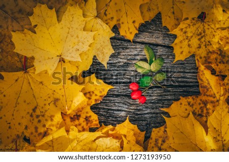 Autumn background: Yellow colored autumn maple leafs on wooden board