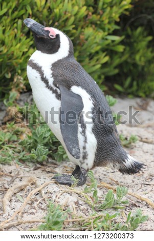 African penguin in Cape Town, South Africa