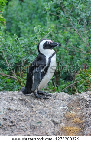 African penguin in Cape Town, South Africa