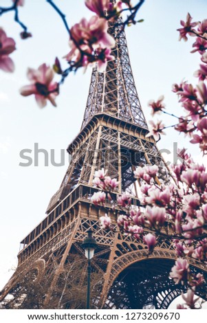 Blossoming magnolia against the background of the Eiffel Tower
