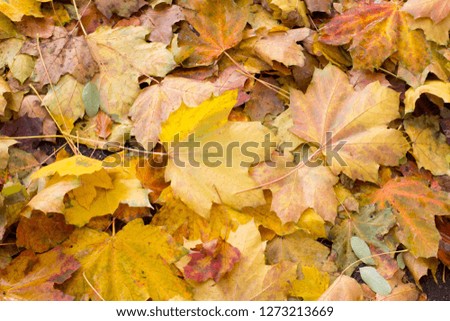 Autumn. Carpet of yellow maple leaves on the ground