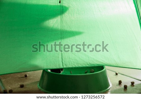 shadow of a cat under a green umbrella eating  croquettes