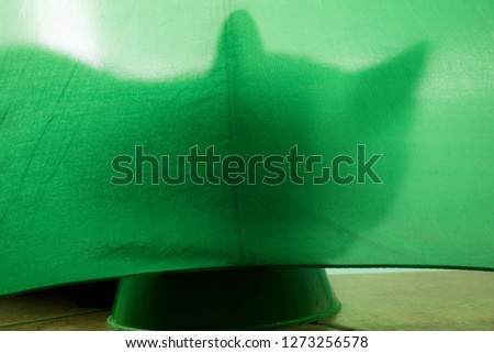shadow of a cat under a green background with croquettes
