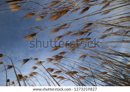 Low angle view of group of wild phragmites plants in Camargue region, southern France. Many leading lines with a blue sunny sky in background. Pattern of long thin stalks. Natural picture in winter.
