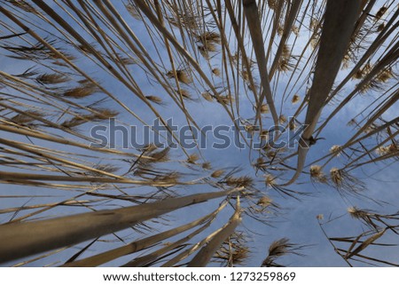 Low angle view of group of wild phragmites plants in Camargue region, southern France. Many leading lines with a blue sunny sky in background. Pattern of long thin stalks. Natural picture in winter.