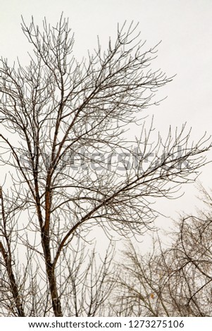 winter tree branches on white background