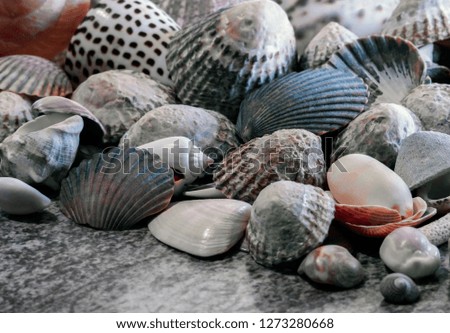 Small shells closeup 
