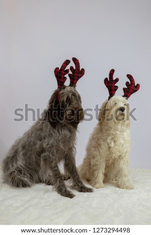 Two reindeer dogs- their breeds are as follows- the white dog is a Tibetan terrier and the grey dog is a Wirehaired Pointing Griffon