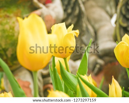Yellow tulips farmer keeping in control temperature house  the favorite place people or tourist go to visit at Thailand.
