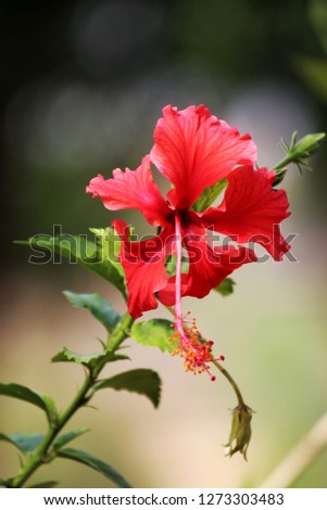 beautiful picture of hibiscus with proper focus