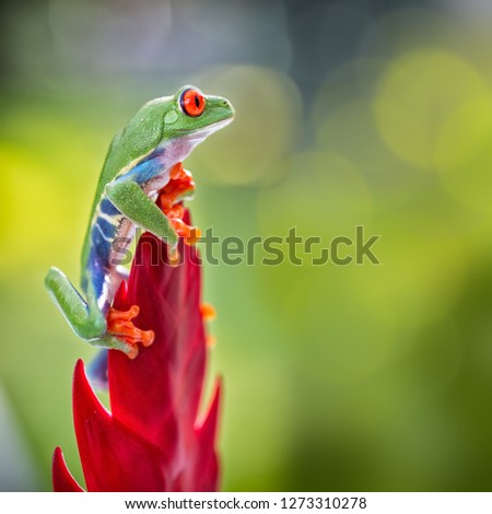 red eyed tree frog climbing in tropical rain forest of central America. This tree frog and nocturnal animal lives in the rainforest of Costa Rica and Panama Royalty-Free Stock Photo #1273310278