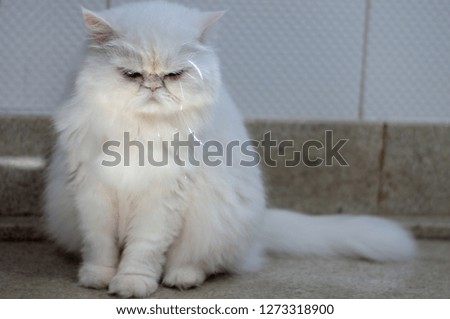 White Persian cat sitting looking forward, photo with blur.