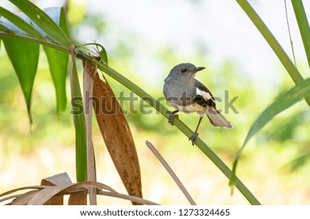 Lovely bird in mangrove forests