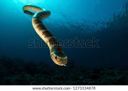 Ornate Reef Sea Snake Royalty-Free Stock Photo #1273334878