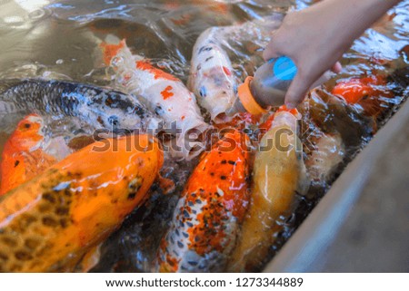 Picture of carp feeding using bottles as a feeding device