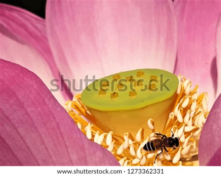 The pink lotus flower is fully bloomed so that the internal components can be clearly seen, with the bees eating nectar from the pollen.