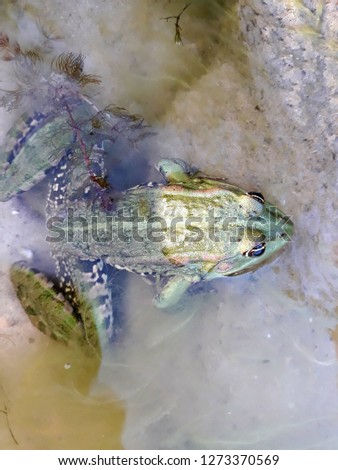 
close-up toad in water