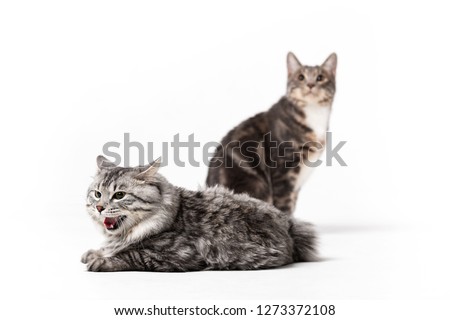 Adorable bobtail cats isolated on white background