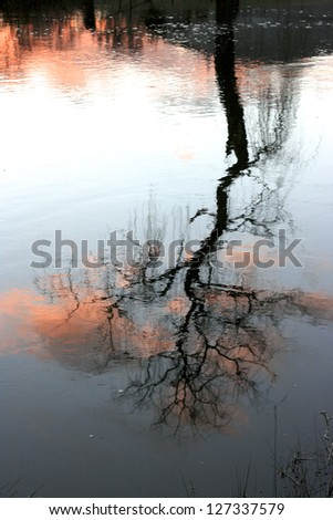 Reflection of a tree at sunset on the Macdonald River, Bendemeer, NSW, Australia