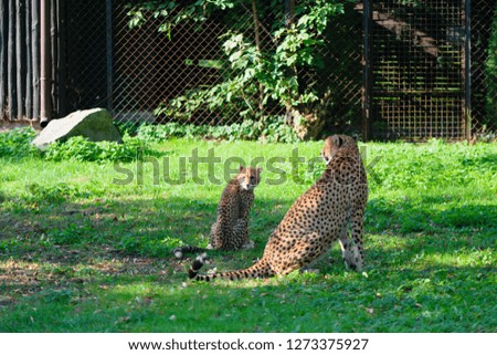 Beautiful cheetah and her cub on green grass