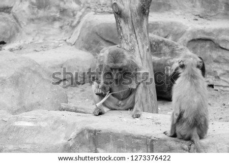 Monkey hamadryas baboons