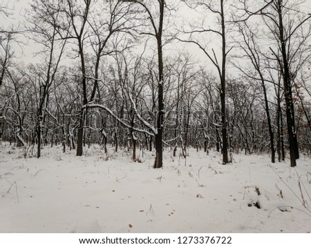 winter landscape with snow and trees, black trees and white snow