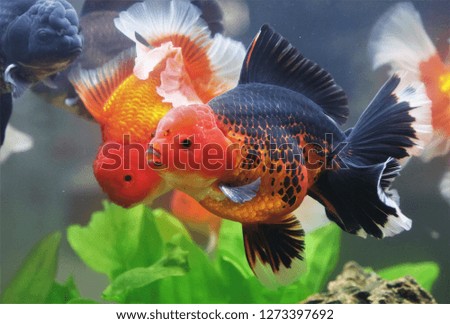 The colorful goldfish (Carassius auratus) are swimming in fish tank surrounded by green water plant. They are so cute and very happy, 