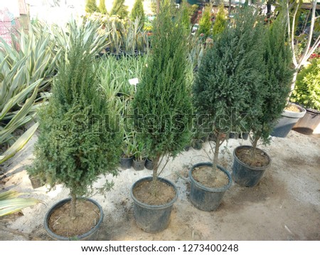 Evergreen trees in garden. Mostly theses plants are used to decorate the open areas of house.