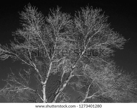  Black and white photo of tree branches in winter                              