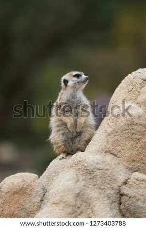 The meerkat standing on a stone looking up