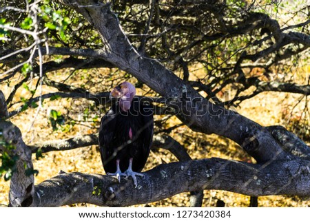 California Condor - Animal, Living Organism,