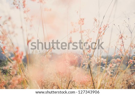 flower grass at relax morning time with warm tone vintage