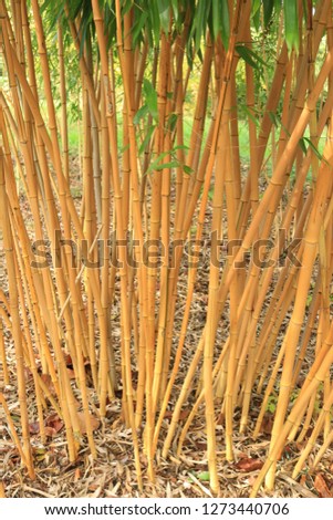 Wooden bamboo stems from bamboo growing in England. Wooden bamboo stems from a bamboo plant growing in England.
