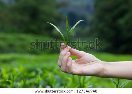 Tea leaves in fingers over tea bushes on plantation