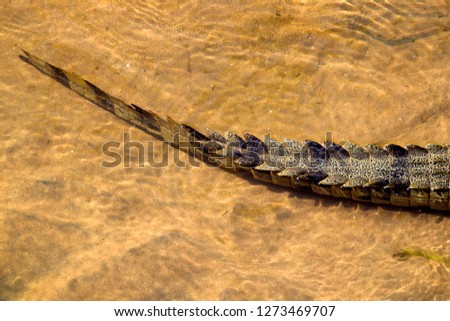 Tail of a Nile Crocodile (Crocodylus niloticus), in the river, Olifants River, Kruger National Park, South Africa.