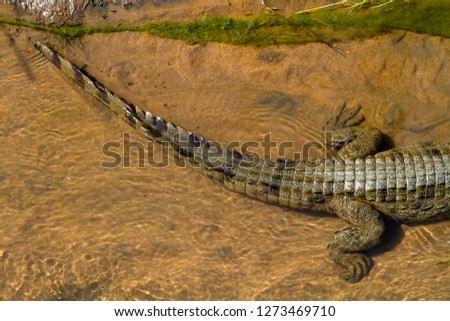 Tail of a Nile Crocodile (Crocodylus niloticus), in the river, Olifants River, Kruger National Park, South Africa.