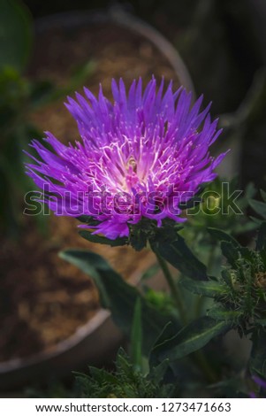 Stokesia flower or Stokes' Aster flower close-up picture