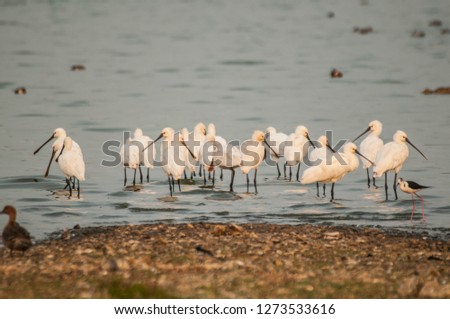  Birds near the lake water.