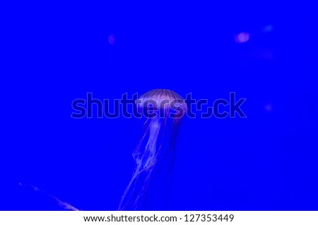 Jellyfish, Underwater Sea Life