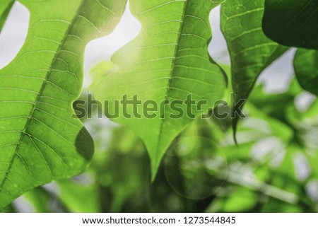 Green leaves texture background 