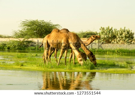 Camels are drinking water at water stream area  