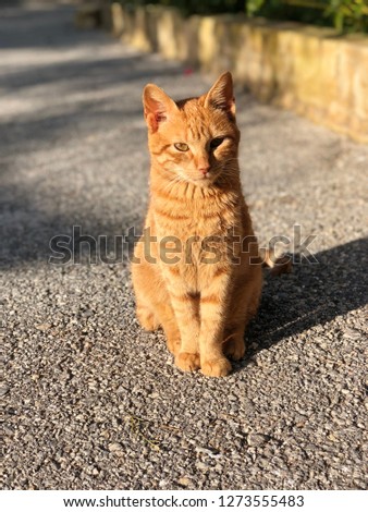 Sweety orange cat 